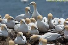 gannets