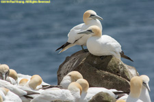 gannets