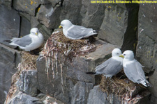 kittiwake nests