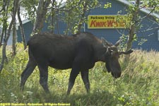moose at the convenience store