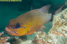 cardinalfish with eggs