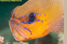 cardinalfish