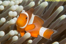 clownfish