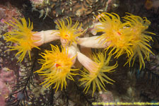 tubastrea coral