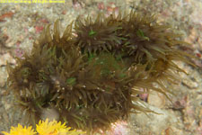 green tubastrea coral