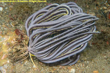 crinoid