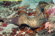 moray eel