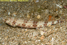 lizardfish