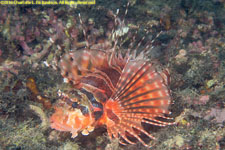 lionfish