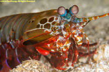 peacock mantis shrimp