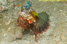 peacock mantis shrimp