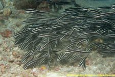 ocean catfish school