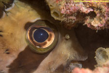balloonfish closeup