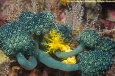 sea cucumber