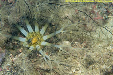 sea cucumber