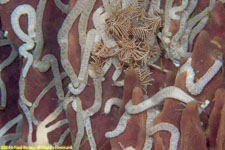 sea cucumbers