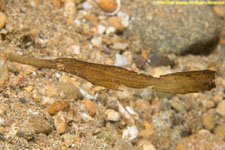 ghost pipefish