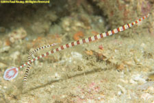 pipefish