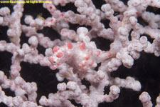 pygmy seahorse