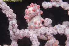 pygmy seahorse