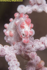 pygmy seahorse