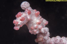 pygmy seahorse