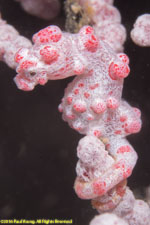 pygmy seahorse