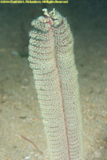 sea pen