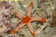 sea star