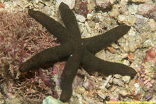 sea star