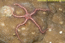 brittle star