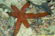 sea star