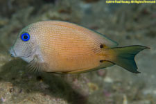 surgeonfish