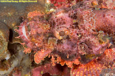 scorpionfish