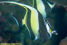 Moorish idol