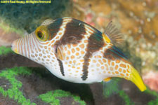 puffer