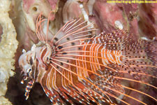 lionfish