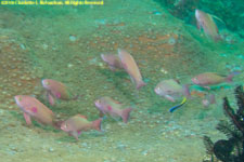 anthias