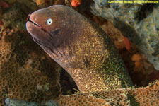 moray eel