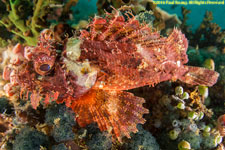 scorpionfish