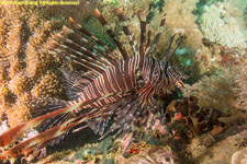 lionfish