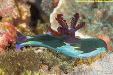 nudibranch