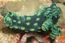 nudibranch