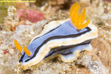 nudibranch