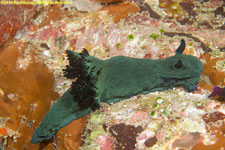 nudibranch