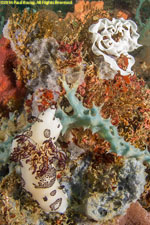 nudibranch and egg veil