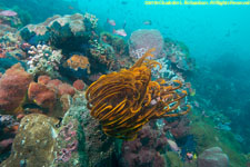 wall with crinoid