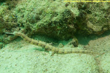 pipefish