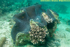 giant clam