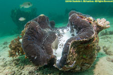 giant clam